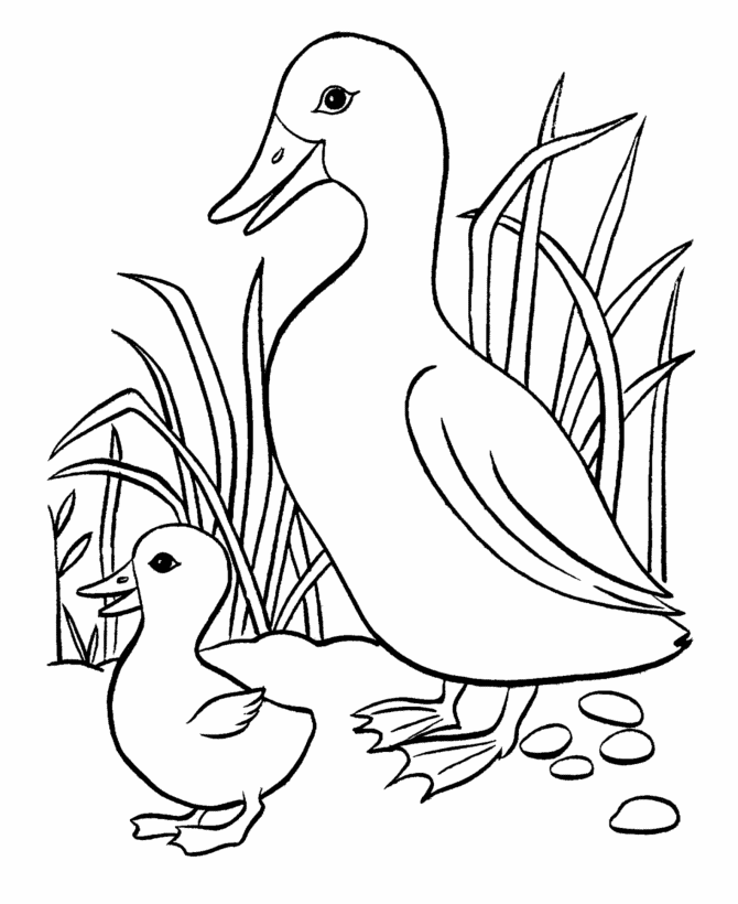 Ducks Coloring Pages Printable - High Quality Coloring Pages