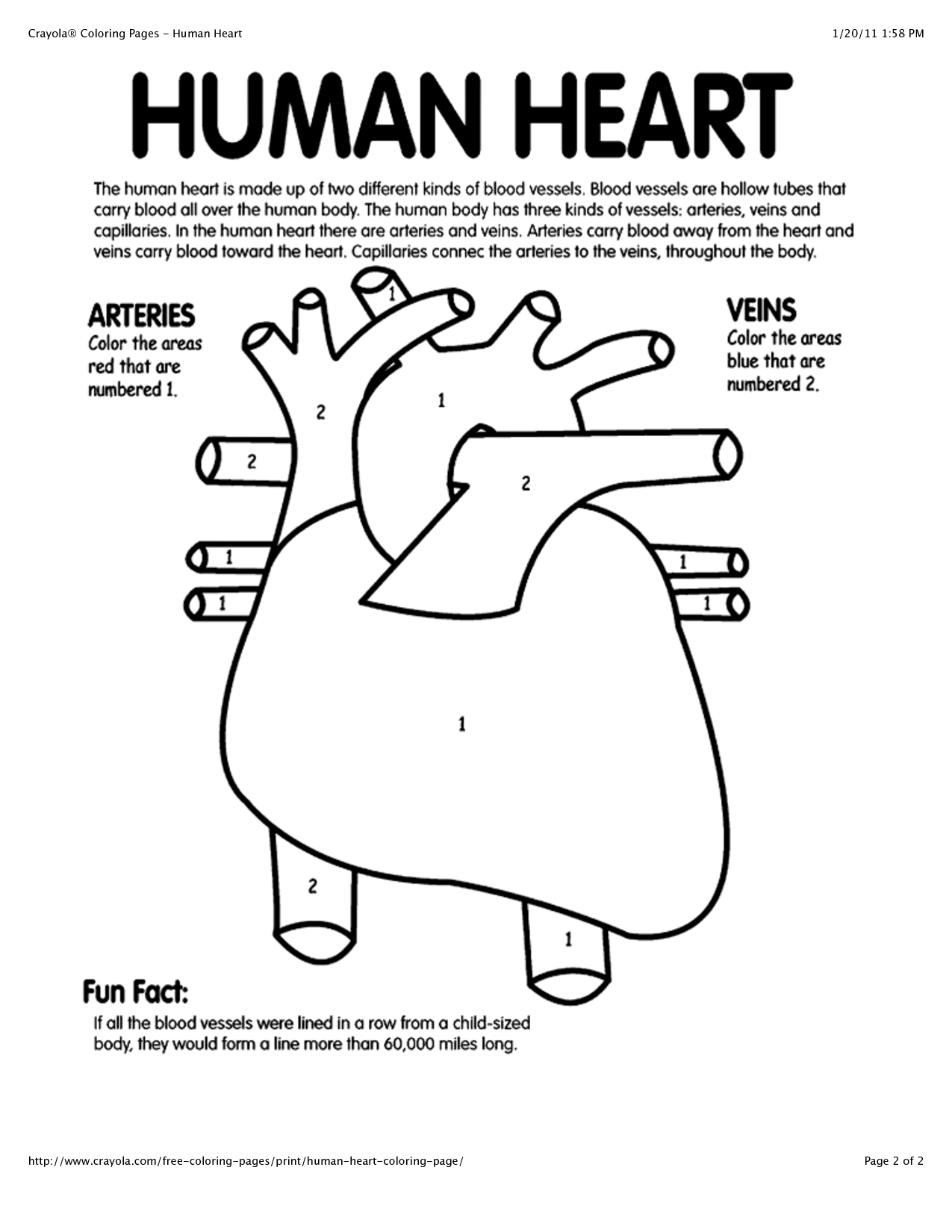 Free Printable Human Heart Coloring Pages - Coloring
