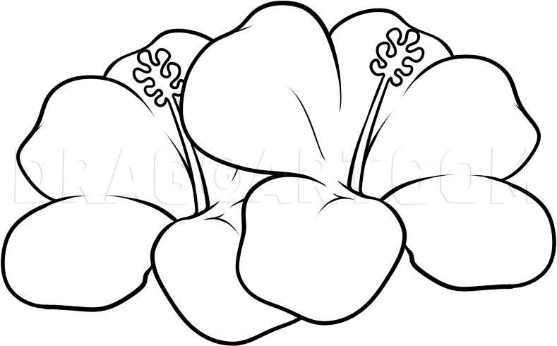 How to Draw Hawaiian Flowers, Coloring Page, Trace Drawing