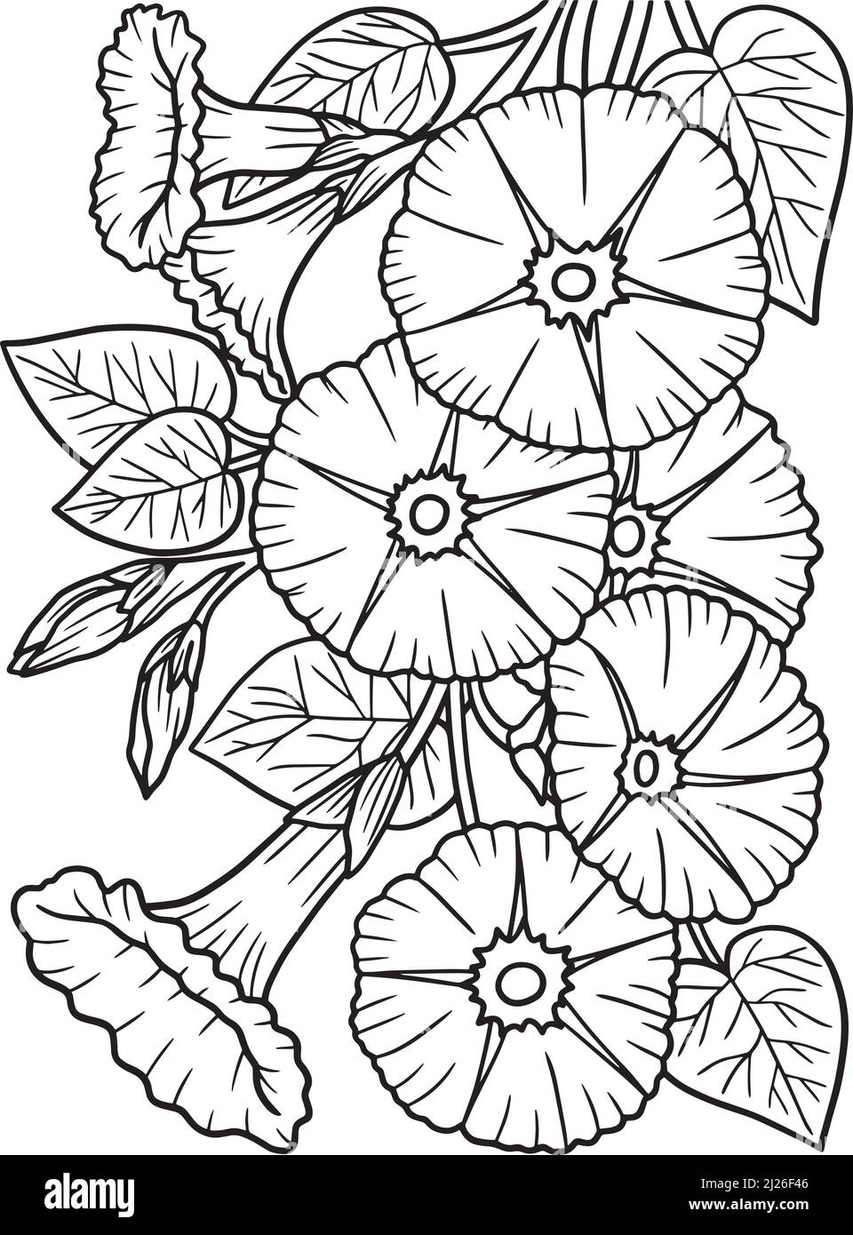 Morning Glory Flower Coloring Page for Adults Stock Vector Image & Art -  Alamy