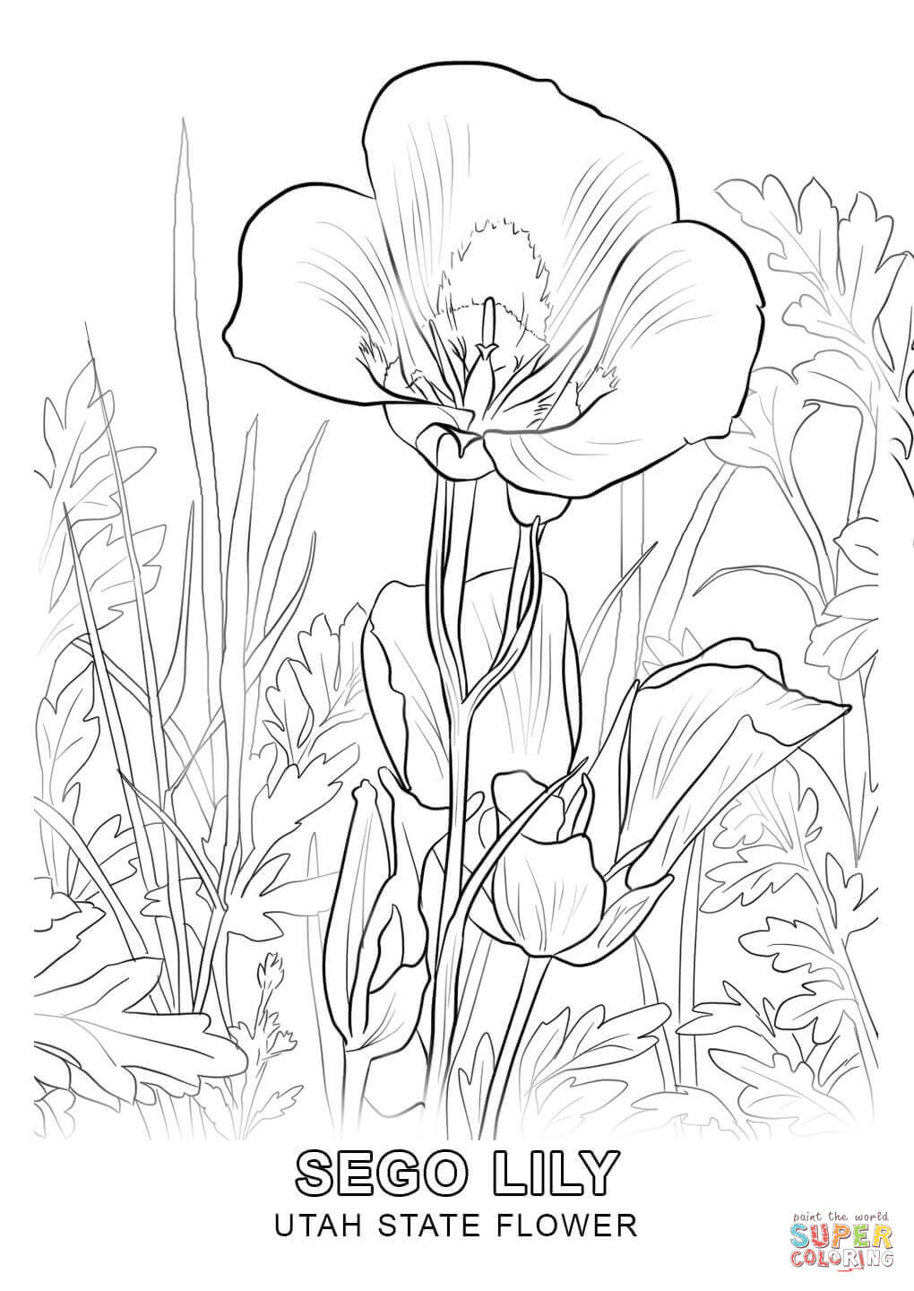 Utah State Flower coloring page | Free Printable Coloring Pages