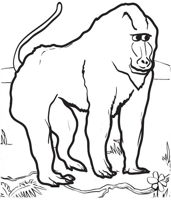 Pin by CS Pengadaan on Baboon Coloring Pages | Baboon, Animal coloring pages,  Monkey coloring pages