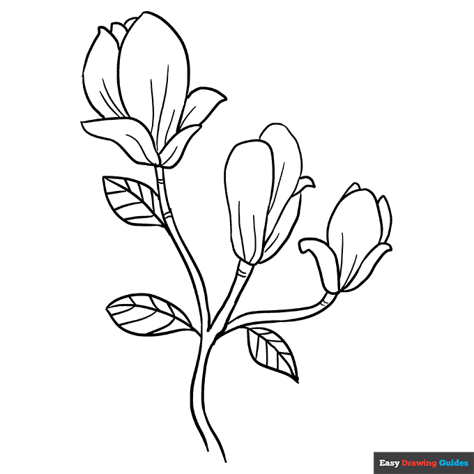 Magnolia Flowers Coloring Page | Easy Drawing Guides