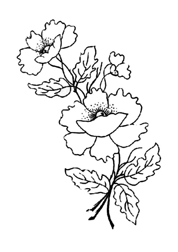Poppy Flower for Remembrance Day Coloring Page | Color Luna