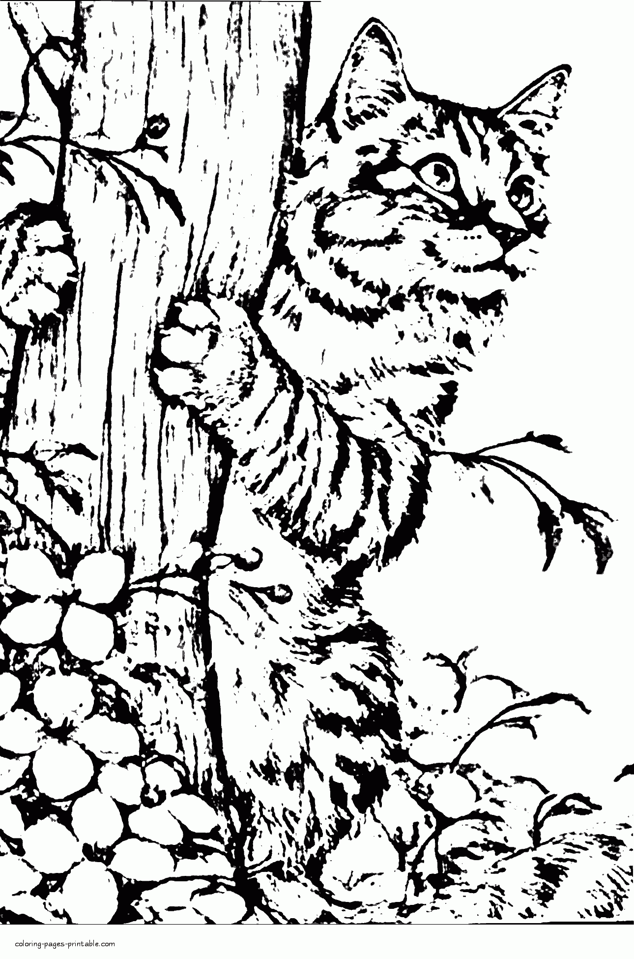 Realistic Cat Coloring Page || COLORING-PAGES-PRINTABLE.COM