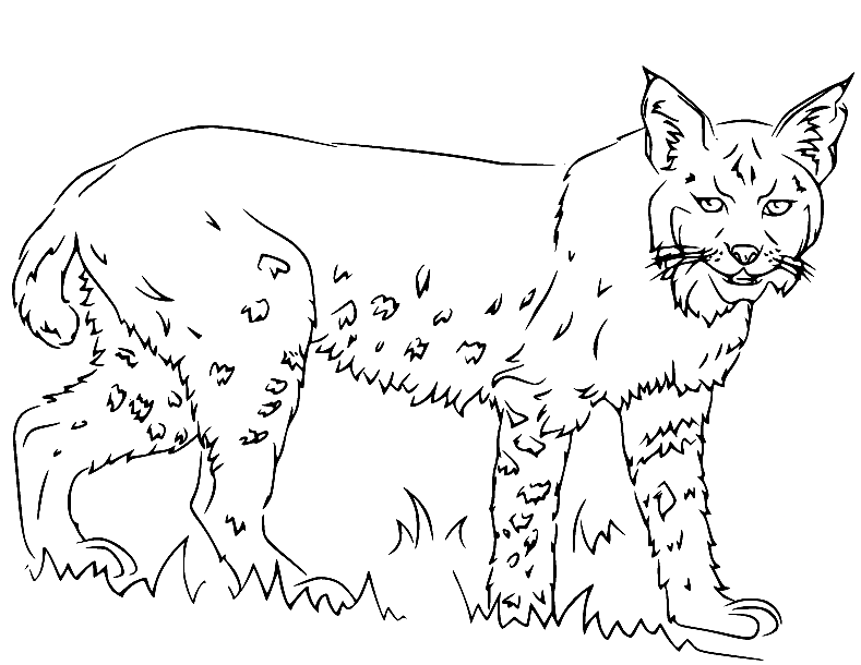 Lynx Coloring Pages Printable for Free ...