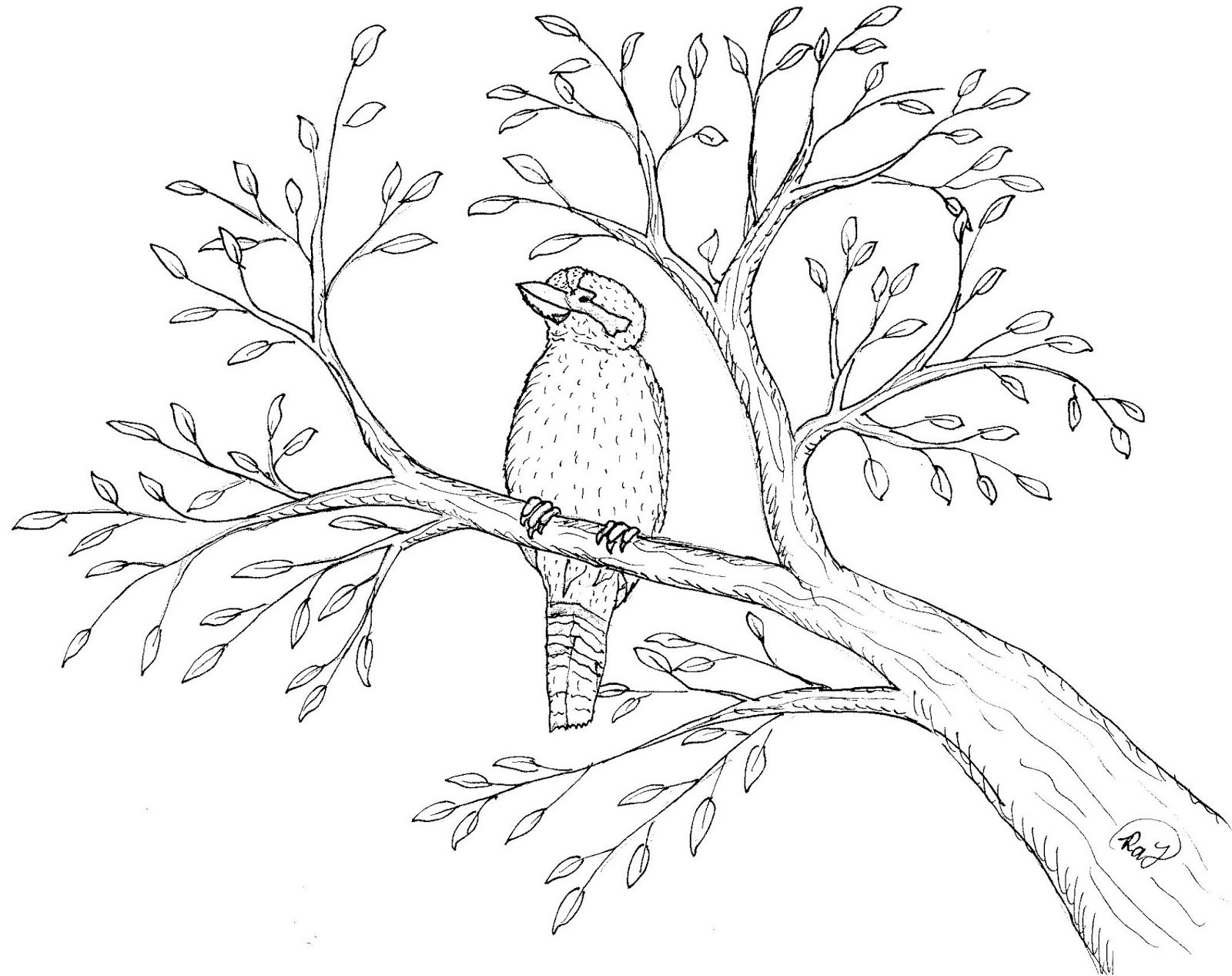 Robin's Great Coloring Pages: Kookaburra in Gum Tree