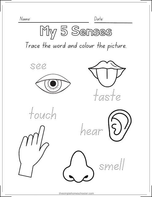 Best 5 Senses Coloring Page: Free & Easy Print! Simple Homeschooler ...