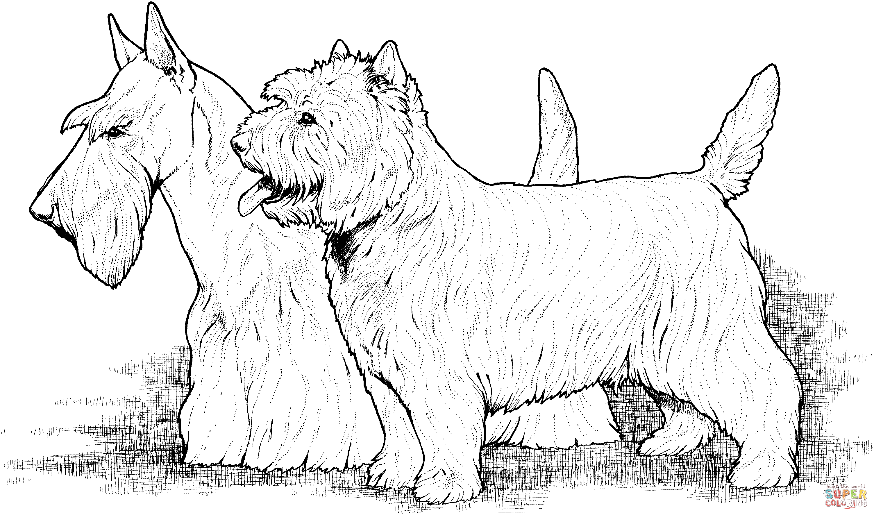 Scottish and West Highland Terriers coloring page | Free Printable Coloring  Pages