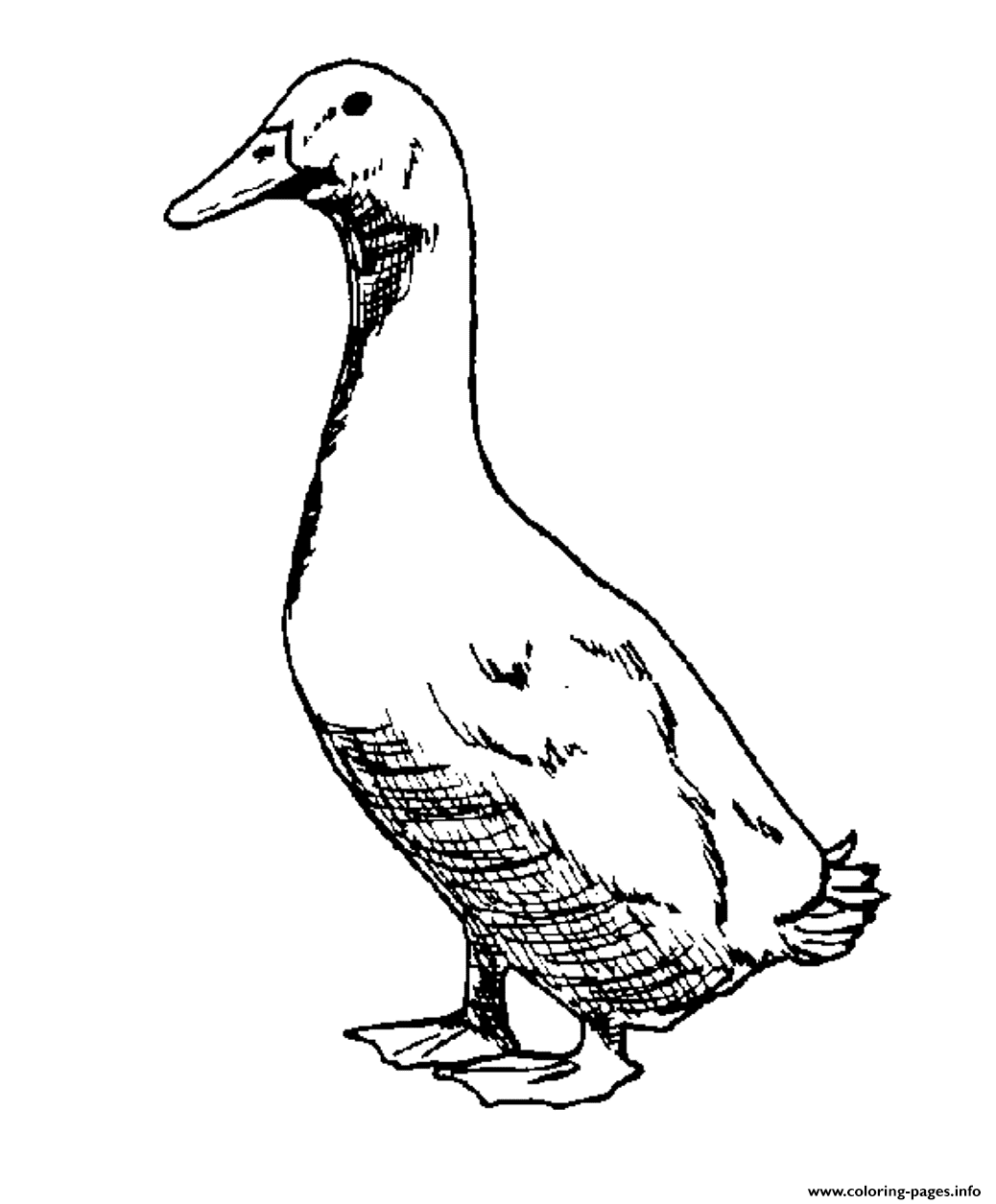 Print realistic goose printable animal s879e Coloring pages