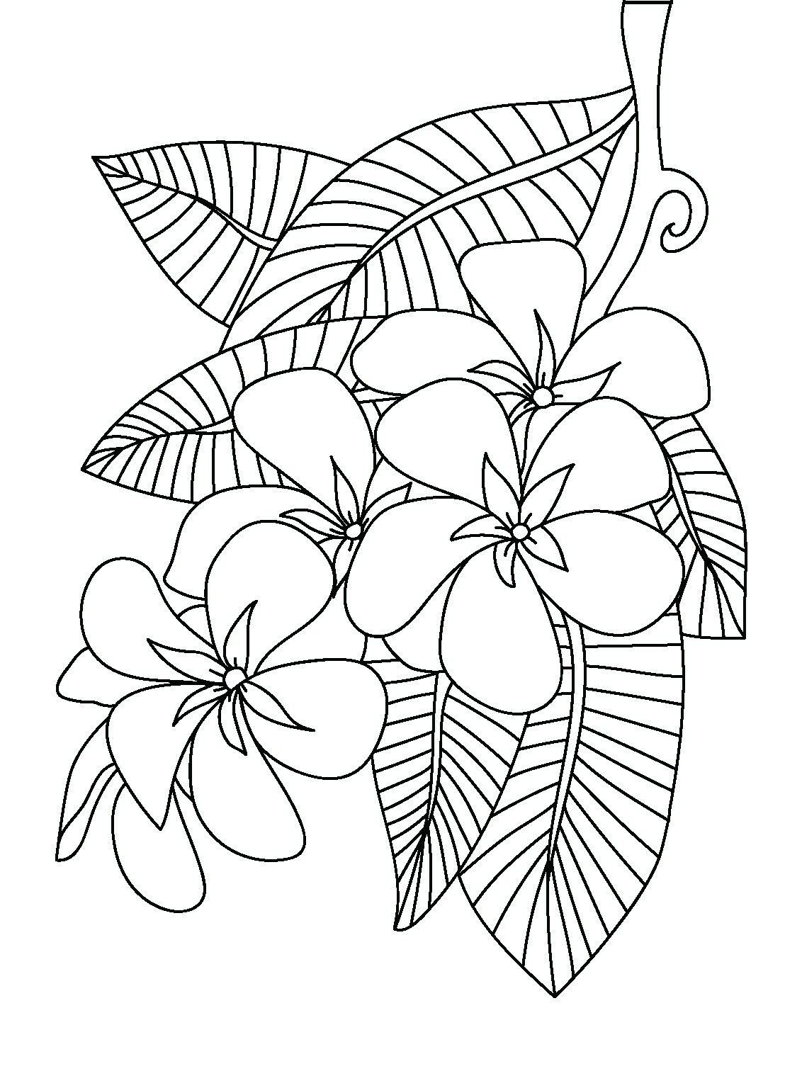 Frangipani coloring page | Flower coloring pages, Mandala coloring pages, Coloring  pages inspirational