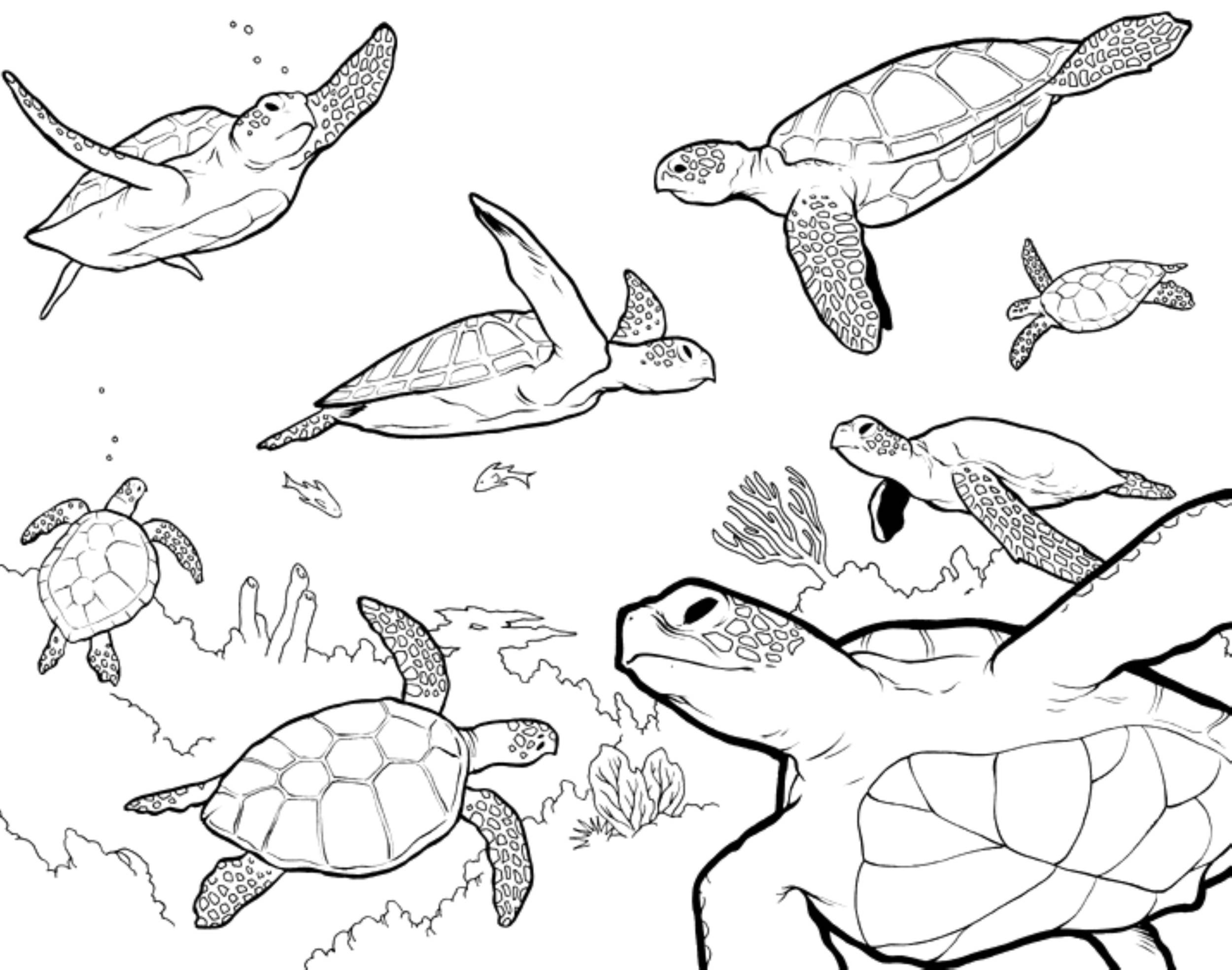 sea turtle coloring pages - Printable Kids Colouring Pages