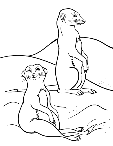 Free Meerkat Coloring Page | Animal coloring pages, Coloring pages,  Colorful drawings