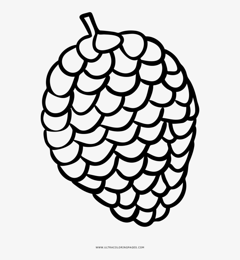 Pine Cone Coloring Pages - Drawing PNG Image | Transparent PNG Free  Download on SeekPNG