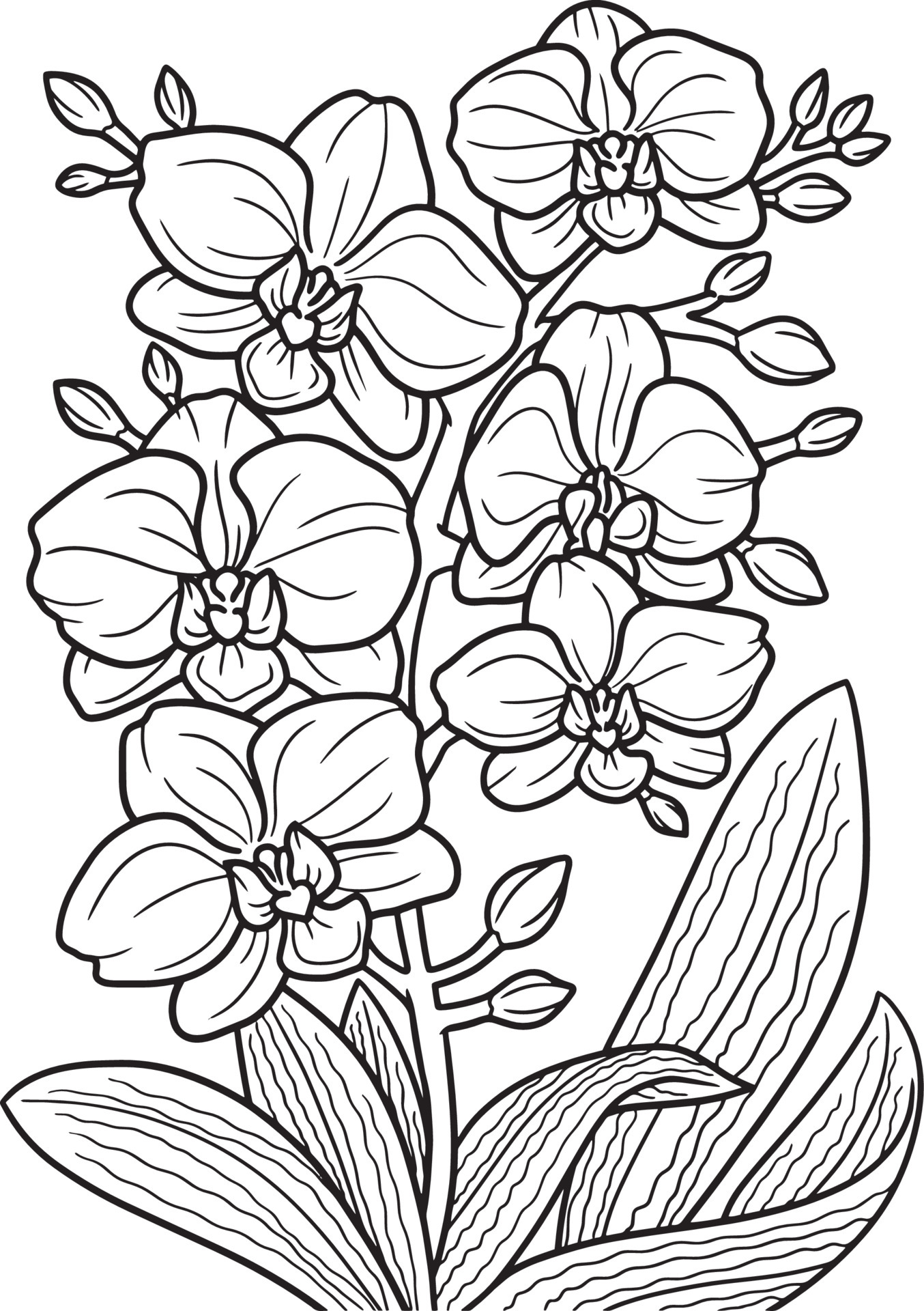 Orchid Flower Coloring Page for Adults 7066737 Vector Art at Vecteezy