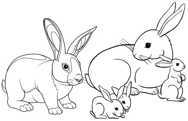 Pin on Rabbit Coloring Pages