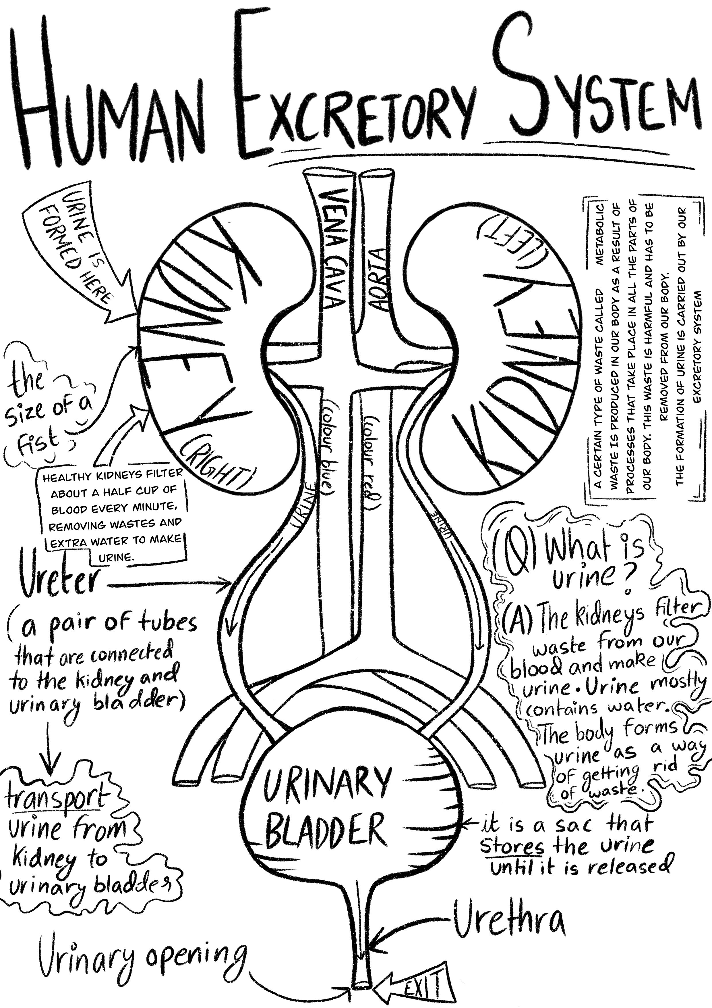 The clean machine - the excretory system doodle coloring printable | Mysite