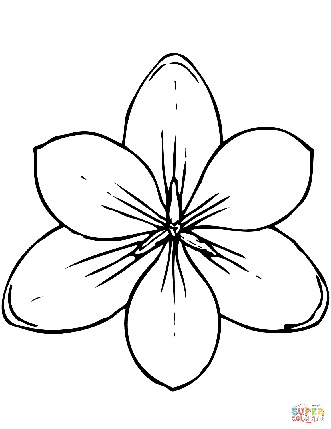 Magnolia coloring page | Free Printable Coloring Pages