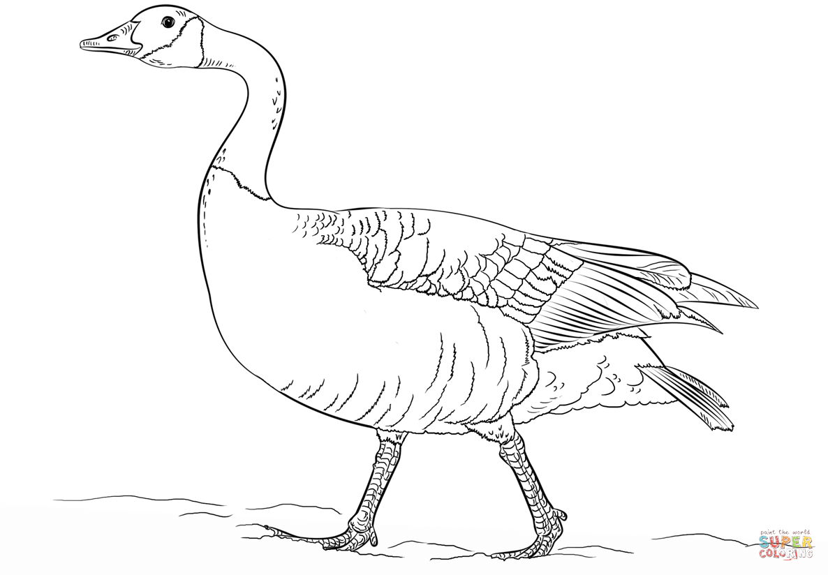 Canadian goose walking coloring page | Free Printable Coloring Pages
