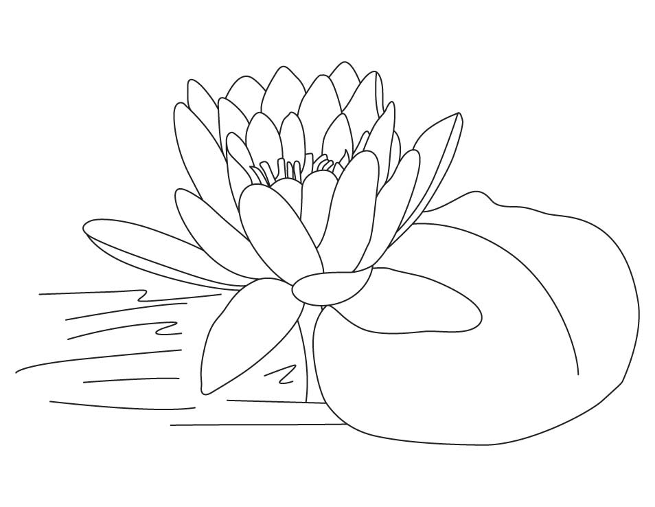 Lotus blossom coloring pages | Download Free Lotus blossom 
