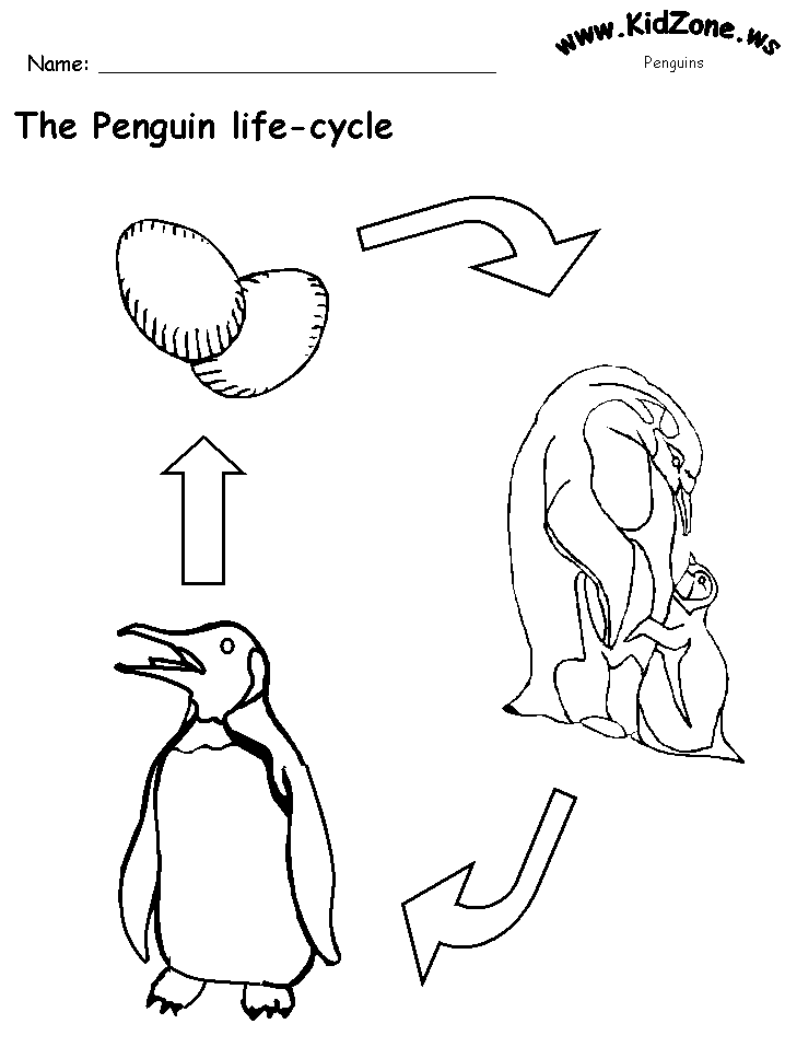 Penguin Life Cycle Worksheet (No Words)