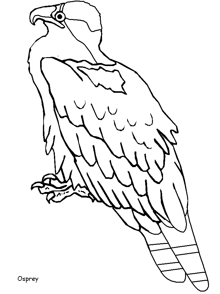 Printable Birds 13 Animals Coloring Pages