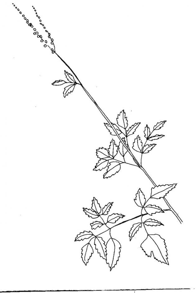 Black Cohosh (Actaea racemosa L.) - eXtension