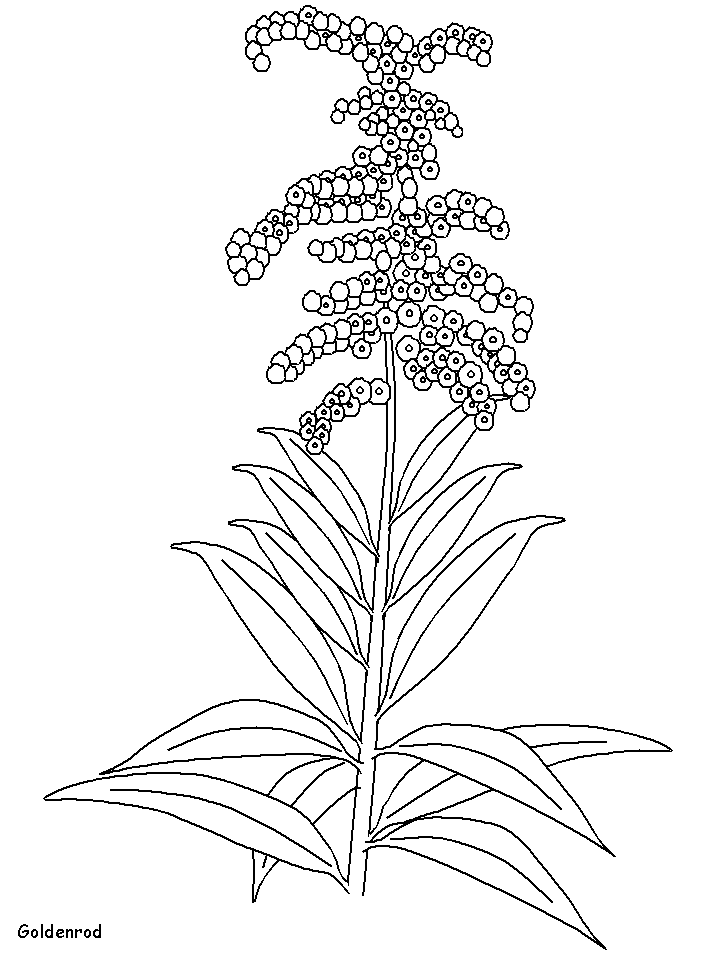 Goldenrod Flowers Coloring Pages & Coloring Book