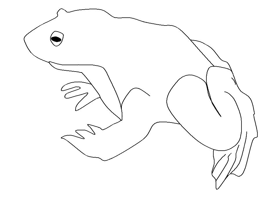 Printable Frogs 31 Animals Coloring Pages