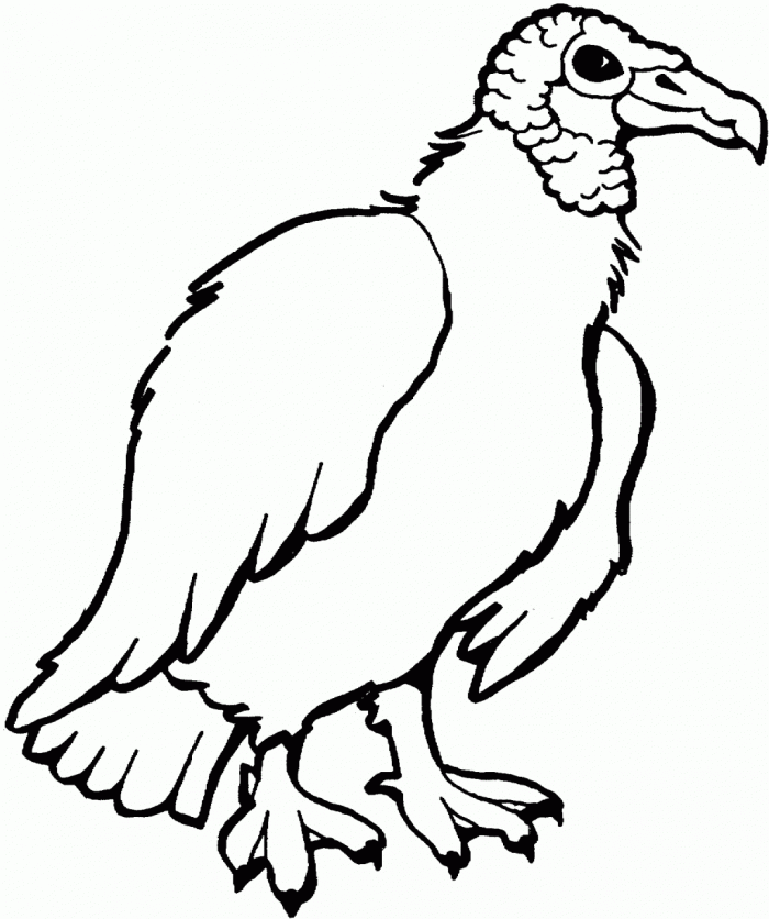 Turkey Vulture Coloring Page
