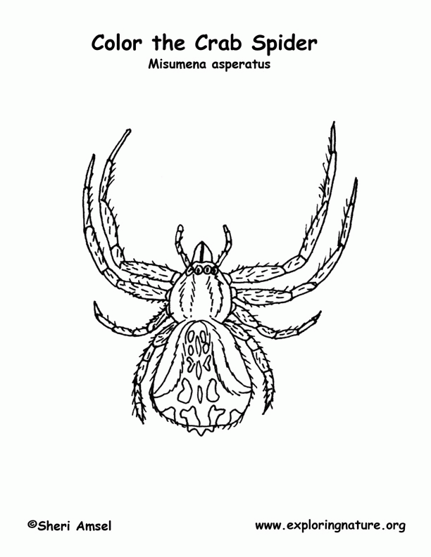 Spider (Crab) Coloring Page