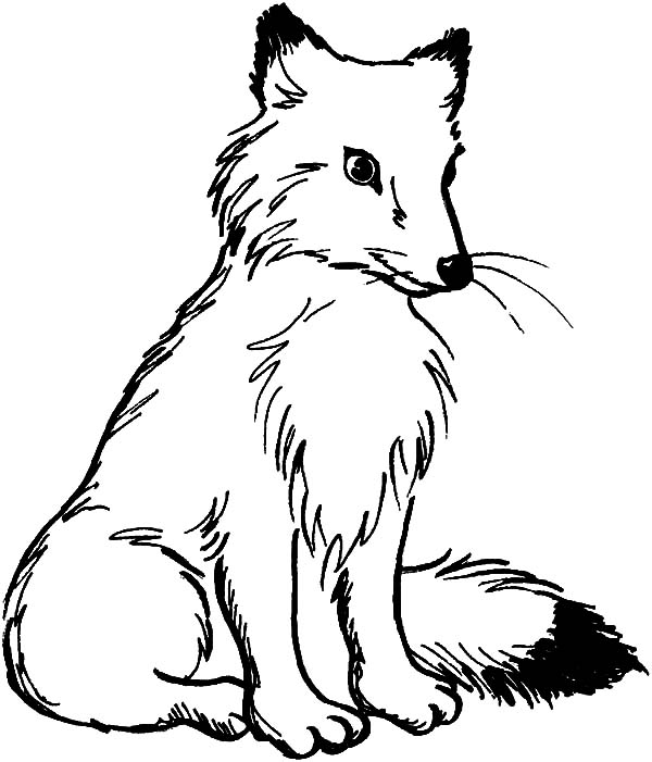 Kit Fox Is Sitting Coloring Pages - Download & Print Online ...