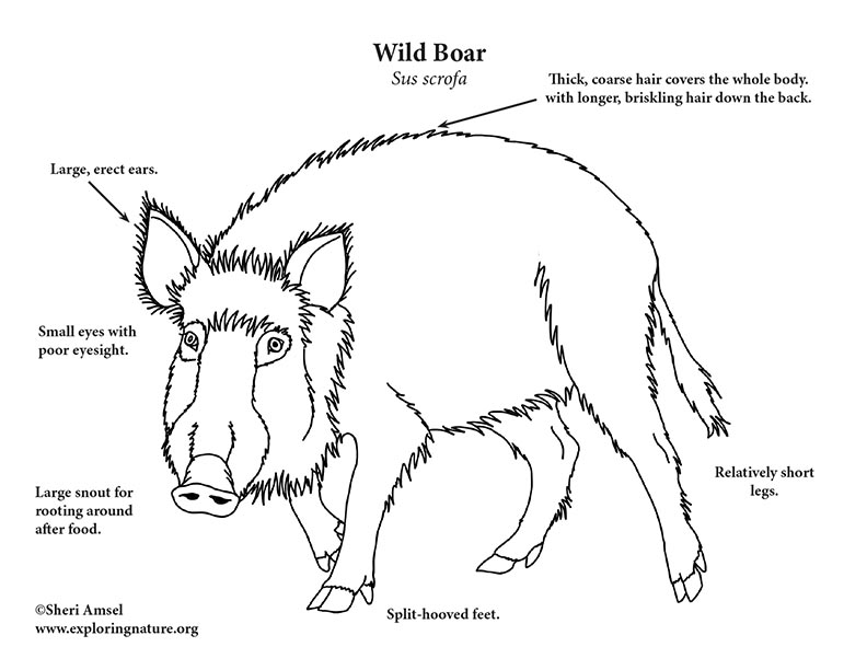 Boar (Wild) Coloring Page