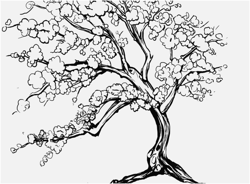 Coloring Pages Cherry Photo New Cherry Blossom Coloring Page ...