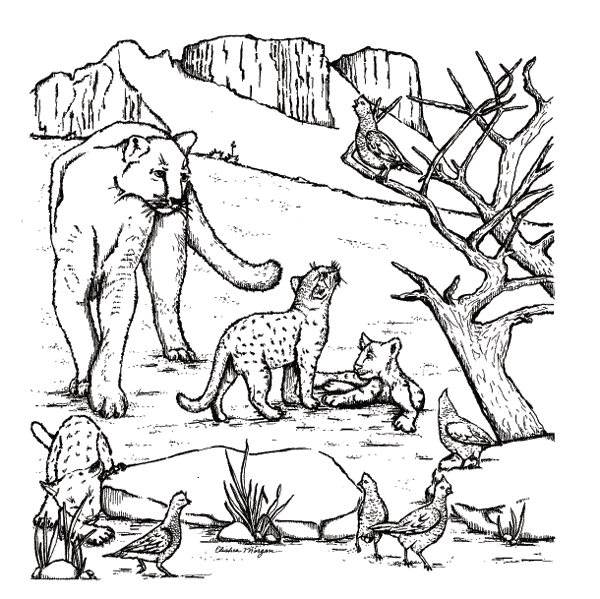 TPWD Kids: Color the West Texas Mountain Lions | Lion coloring pages, Animal  coloring pages, Cat coloring page