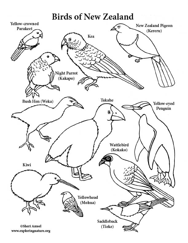 New Zealand Birds Coloring Page