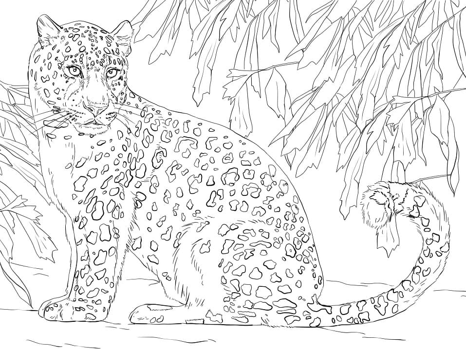 Amur Leopard Coloring Page - Free Printable Coloring Pages for Kids