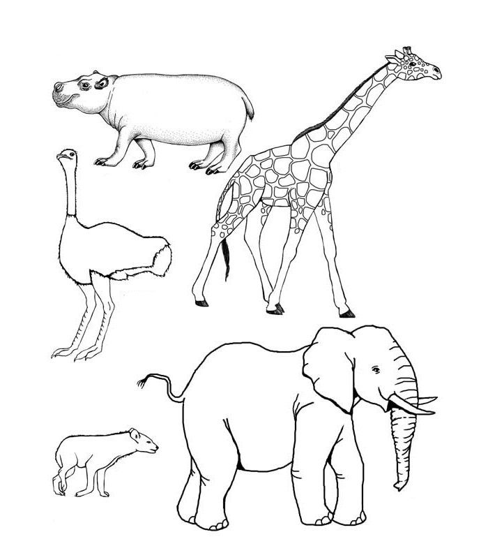 Image result for african animal drawing templates | Savanna animals, African  savanna animals, Animal coloring pages