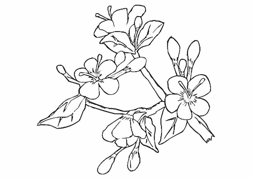 10 Pics of Cherry Blossom Coloring Pages - Japanese Cherry Blossom ...