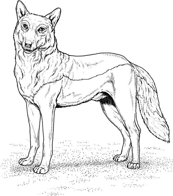 Gray Wolf Coloring Page