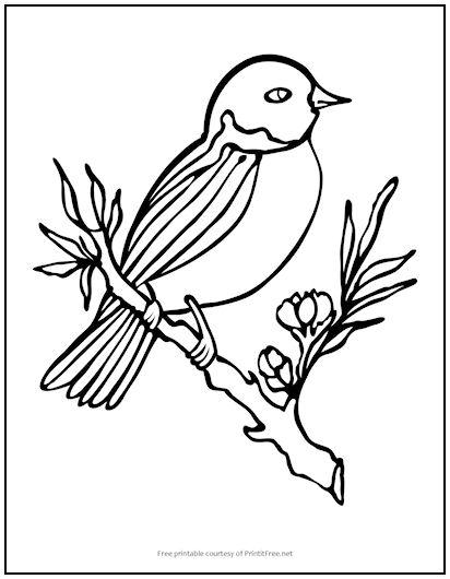 Bird on a Branch Coloring Page | Print it Free