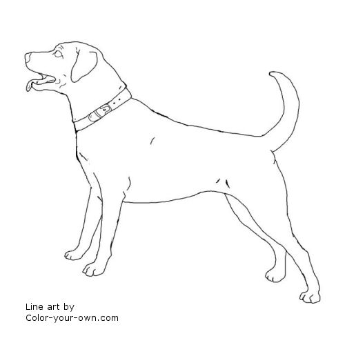 Dog - Labrador Retriever Coloring Page