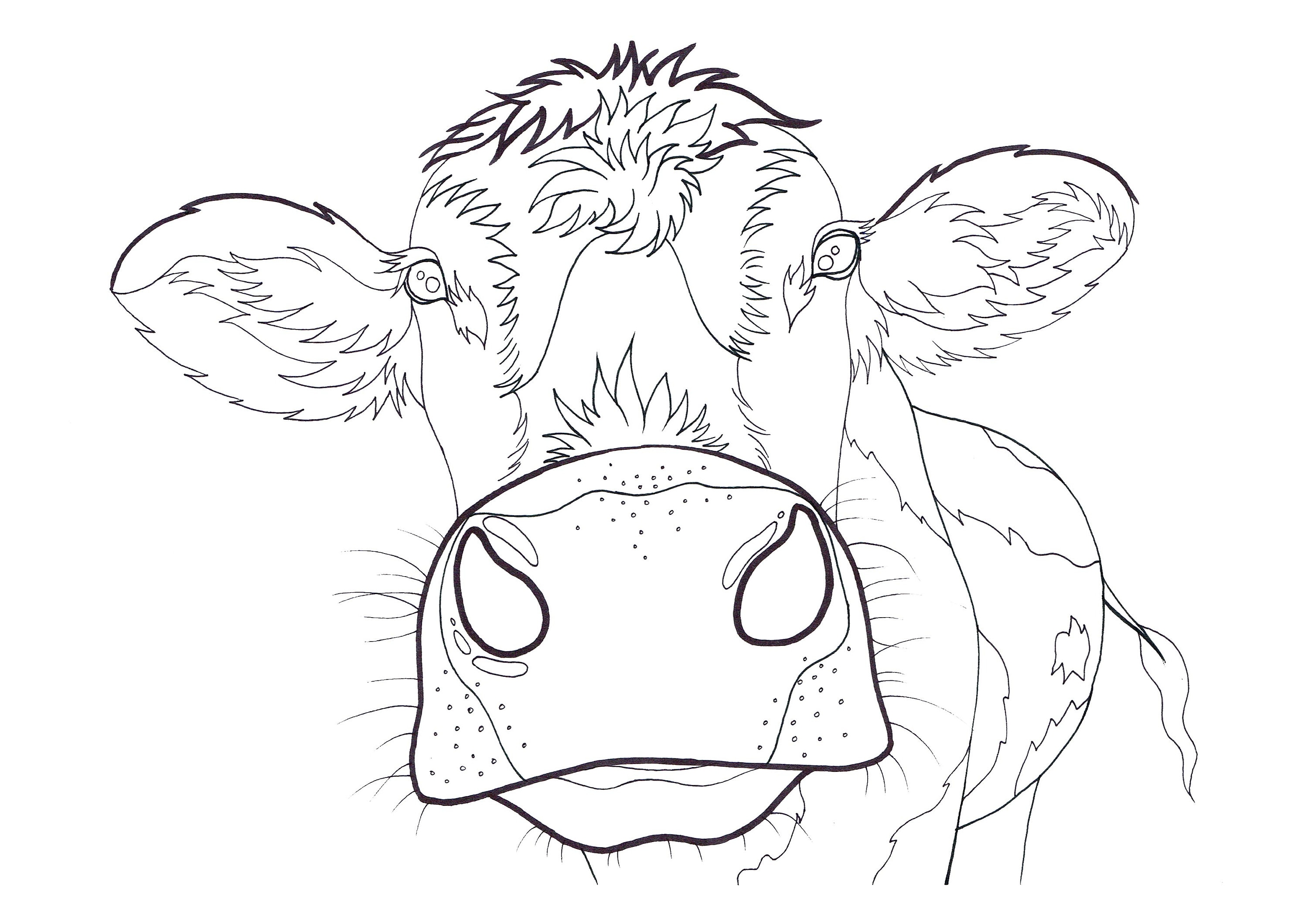 Cow Coloring Page - Etsy