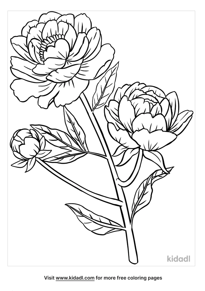 Peony Coloring Pages | Free Flowers Coloring Pages | Kidadl
