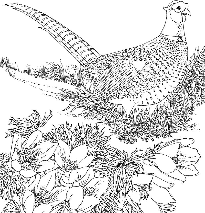 Ring-necked Pheasant Coloring Page - Free Printable Coloring Pages for Kids