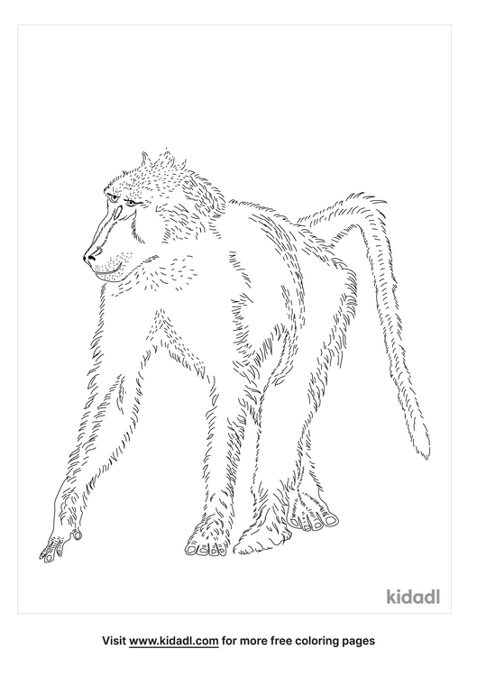Chacma Baboon Coloring Pages | Free Animals Coloring Pages | Kidadl