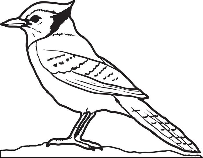 Blue Jay Coloring Page | Blue jay bird, Bird coloring pages ...