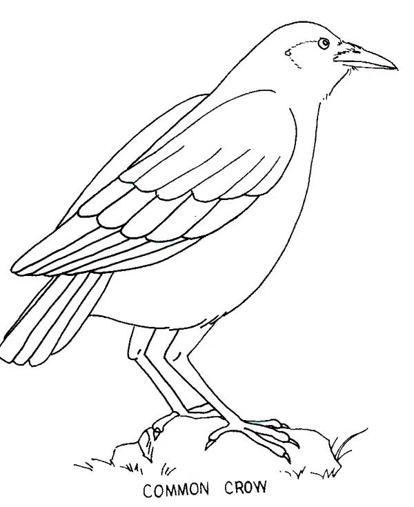 Crow coloring page - Animals Town - animals color sheet - Crow ...