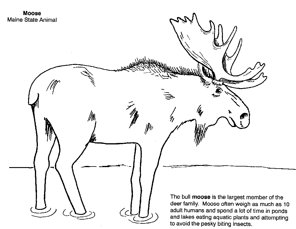 Step by Step to Color Moose Coloring Pages - Toyolaenergy.com