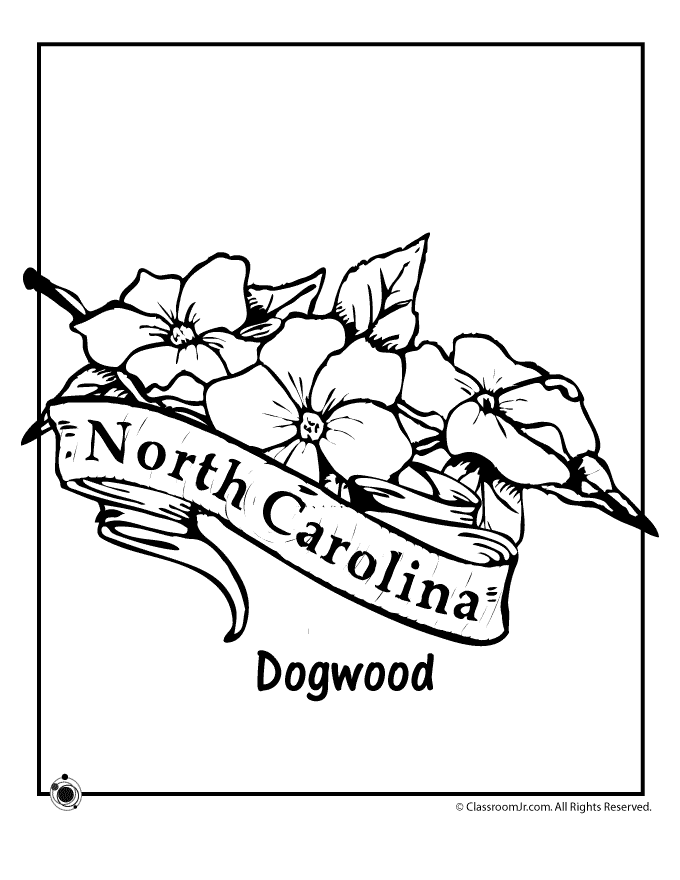 North Carolina State Flower Coloring Page | Woo! Jr. Kids Activities